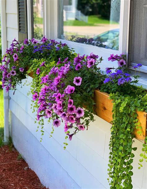 May 8, 2023 · Window boxes are easy-to-install features that can transform your yard or patio with minimal effort. They come in various shapes, sizes, and materials, such as wood, plastic, metal, or fiberglass. You can choose from traditional rectangular designs or more creative styles like barrel shapes or hanging baskets. 